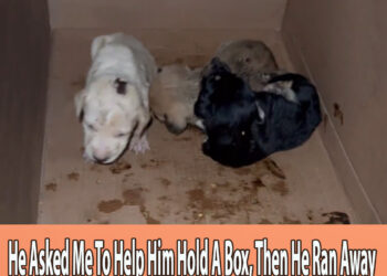 He Asked Me To Help Him Hold A Box, Then He Ran Away I Opened It And It’s 3 Little Puppies Inside…