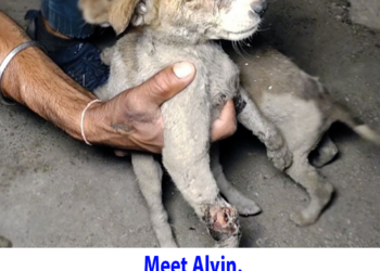 Meet Alvin. Because the world needs more sweetness.
