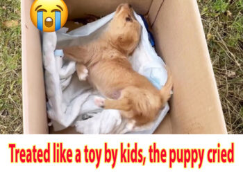 Treated like a toy by kids, the puppy cried loudly for 3 days with an injured head