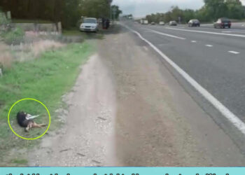 She laid beside the road with hind legs and spines half broken. Ton of fleas and ticks eating her!