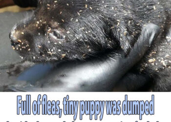Full of fleas, tiny puppy was dumped beside the road, desperate crying for help!