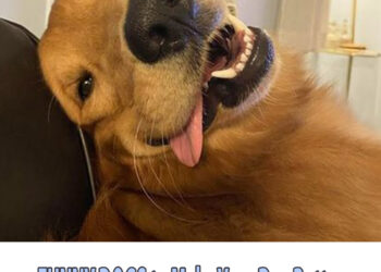 FUNNY DOGS to Make Your Day Better☝️