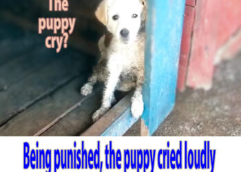 Being punished, the puppy cried loudly when she saw me after days of pain and hunger