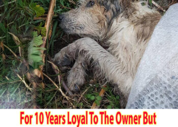 For 10 Years Loyal To The Owner But This Is The Heartbreaking Result He Received