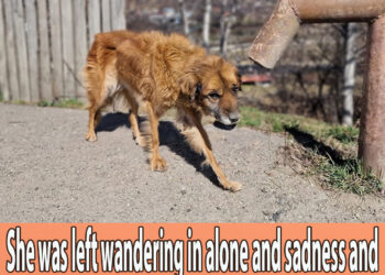 She was left wandering in alone and sadness and cold on the roadside, she deserve a better life!