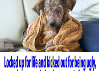 Locked up for life and kicked out for being ugly, the puppy cried and ran away in fear