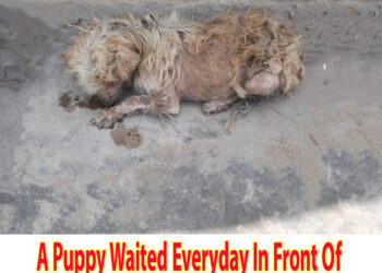 A Puppy Waited Everyday In Front Of His Owner House Who Left Him Like A Trash…