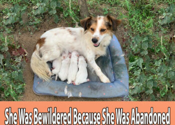 She Was Bewildered Because She Was Abandoned By Her Owner, Constantly Worried About Her Cubs