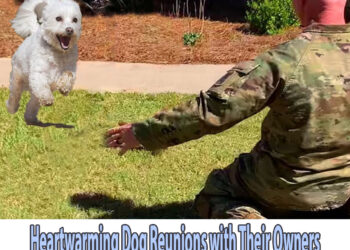 Heartwarming Dog Reunions with Their Owners Will Melt Even the Toughest Hearts