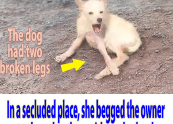 In a secluded place, she begged the owner not to leave her there with two broken legs