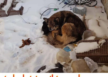 Abandoned mom dog gave birth on the snow, shaking in cold, try her last strength to warm her pups..