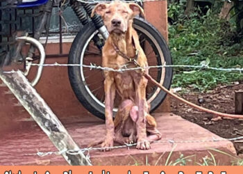 Skinny Dog Imprisoned For 4 Years, Sitting In One Place And Longing For One Day To Be Free