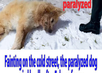 Fainting on the cold street, the paralyzed dog cried loudly after 5 days of coma