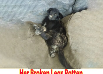 She Lyed Like That For Two Weeks, Her Broken Legs Rotten But No One Stopped To Care For Her