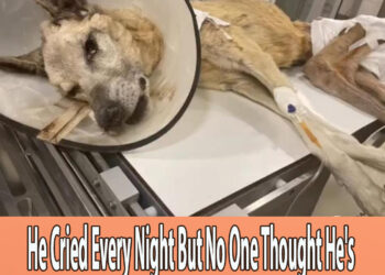 He Cried Every Night But No One Thought He’s There Until A Girl Found Him Hope It’s NOT Too Late…