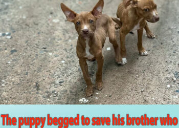 The puppy begged to save his brother who had a broken jaw, they were desperate