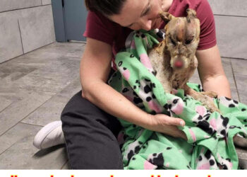 She had wandered up to someone’s house begging for help, all over body was burned by heartless….