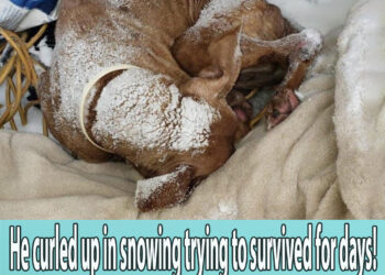 He curled up in snowing trying to survived for days! They dumped him there for end in pain!
