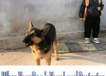 When Your Dog is Your Loyal Protector