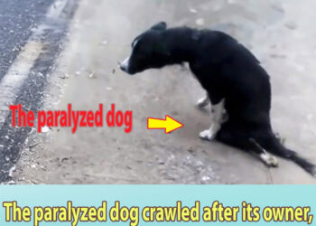 The paralyzed dog crawled after its owner, she sat there crying and waiting in vain