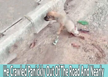 He Crawled Panickly Out Of The Road And Nearly Hit Into My Car, But Then Cried Like A Baby…