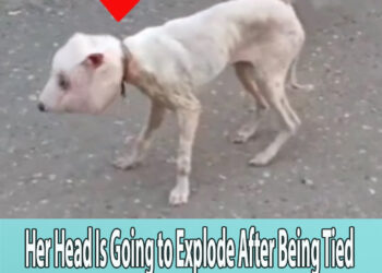 Her Head Is Going to Explode After Being Tied By a Wire And Left On The Street For A Long Time…
