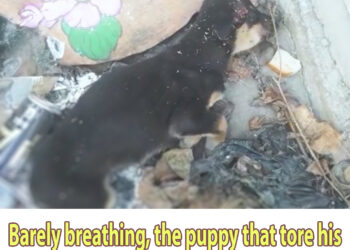 Barely breathing, the puppy that tore his owner’s shoe could only cry in pain