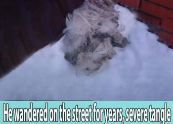 He wandered on the street for years, severe tangle even unable to walk, terrified in snowing..