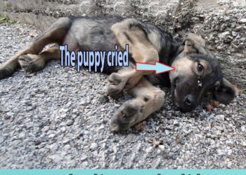 Abandoned puppy laid in front of school, teenage chase him away and got hit by car!