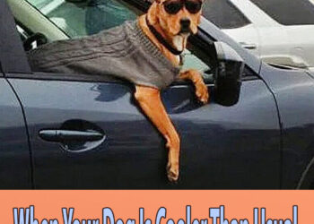 When Your Dog Is Cooler Than Usual 😂