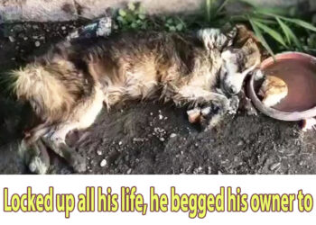 Locked up all his life, he begged his owner to open the gate after being dragged outside