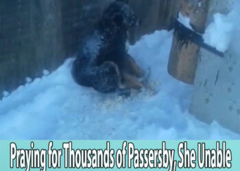 Praying for Thousands of Passersby, She Unable to Help, Exhausted, Hiding in a Corner in Despair