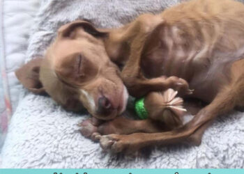 He was found severely malnourished, covered in ticks! Amazing transformation!