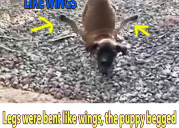 Legs were bent like wings, the puppy begged desperately for people not to shun her