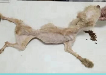 Dumped In Street With His Ears Were Cut Off, An Amazing Transformation of This Lilttle Puppy…