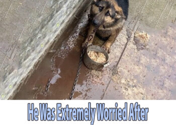 He Was Extremely Worried After A Series Of Long Days Chained In The Rain