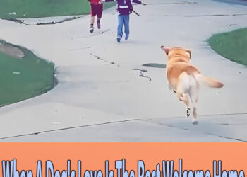 When A Dog’s Love Is The Best Welcome Home