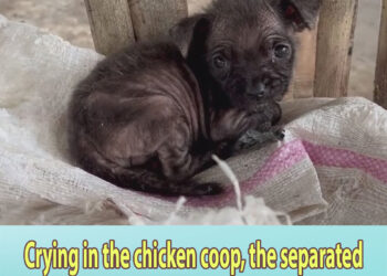 Crying in the chicken coop, the separated month-old puppy called for his mother in vain
