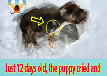 Just 12 days old, the puppy cried and fainted in the snow with a missing leg