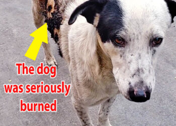 Badly burned street dog brings joy wherever he goes…