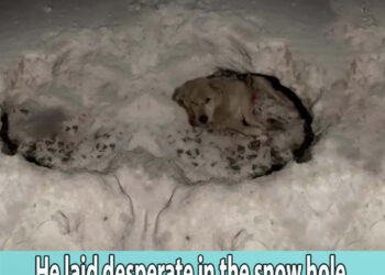 He laid desperate in the snow hole for week slowly dying after being shot! Watch for a miracle!