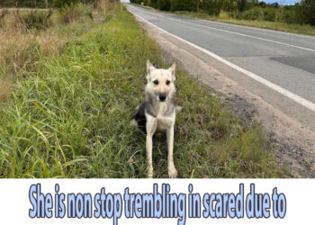 She is non stop trembling in scared due to heartless owner dumped her on the road from car!