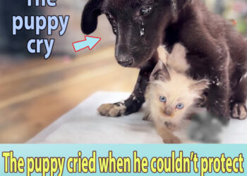 The puppy cried when he couldn’t protect the kitten, they all lost their legs