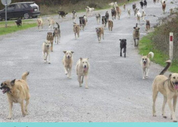 Homeless Dogs Starving on The Streets, Rush After Cars to BEG For FOOD – Great Happiness