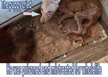 He was prisoned and mistreated for wholelife in dirty box, almost lost his legs and all hope!