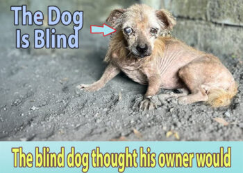 The blind dog thought his owner would return, he kept waiting and then collapsed