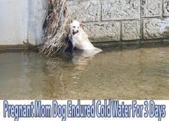 Pregnant Mom Dog Endured Cold Water For 3 Days To Protect Her Unborn Puppy…