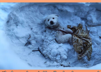 Pushed down there with a blanket, the frozen dog cried loudly when he was saved