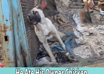 Starved And Couldn’t Find Food, He Ate His Owner Chicken Then His Life Quickly Turn To Hell…