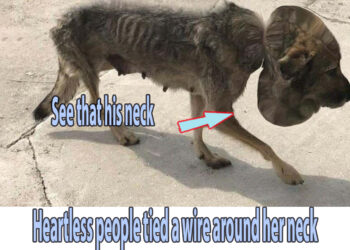 Heartless people tied a wire around her neck and dumped her on the street, long time no one help!